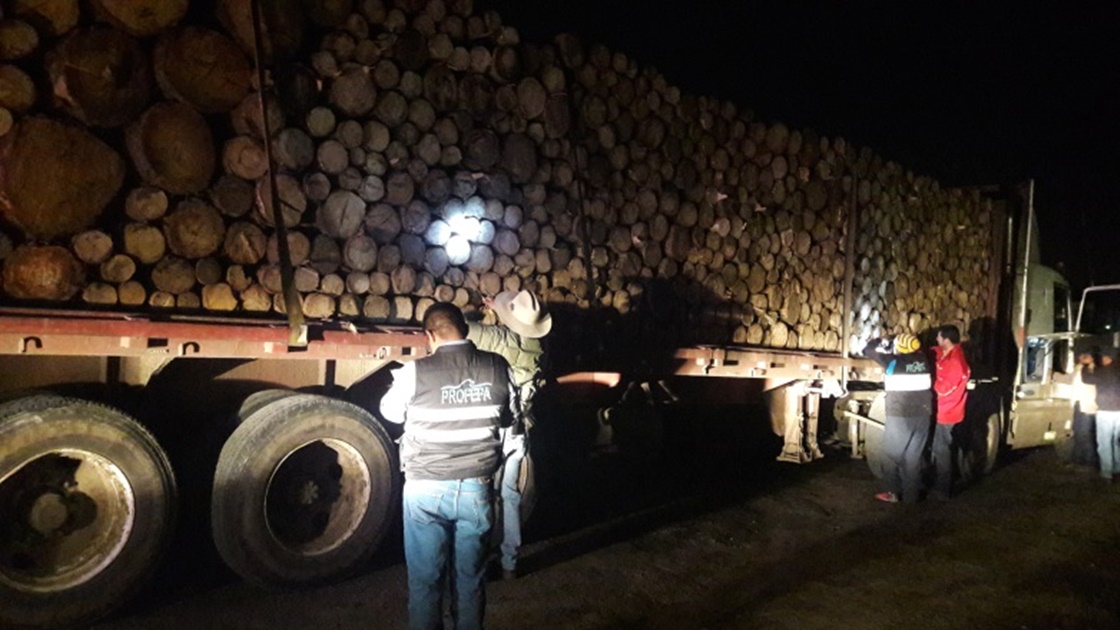 Profepa asegura madera de pino en Tlaxcala - El Universal