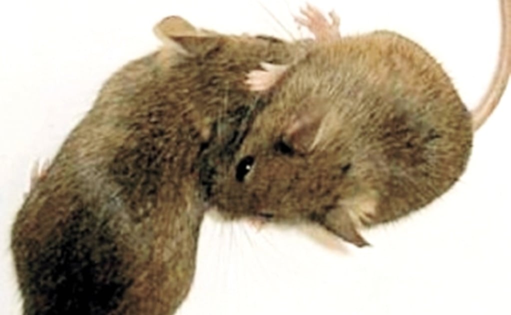 La falta de proteína acelera el envejecimiento en ratones