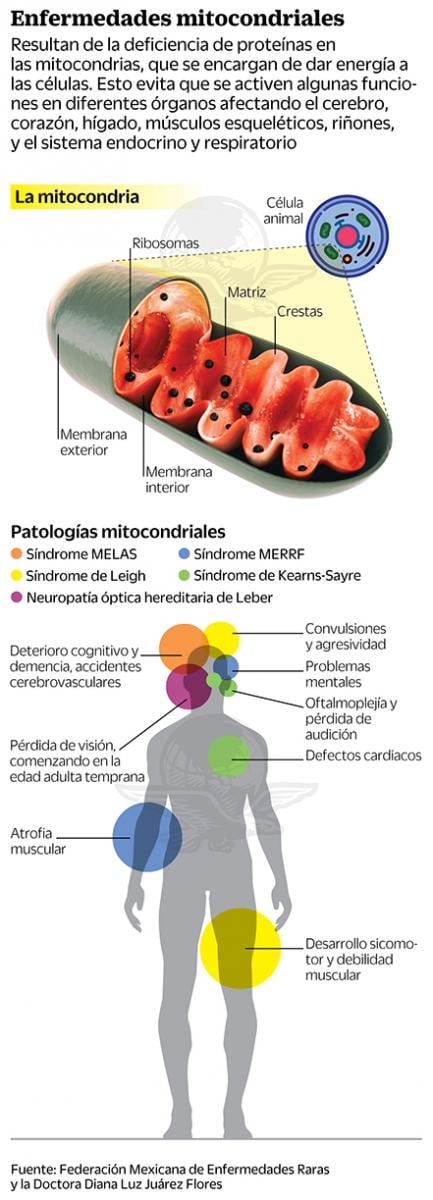 enfermedades_mitocondriales.jpg