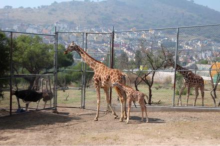 FOTOS: Nace jirafa en Parque Ecológico de Ecatepec | Noticias de Sonora |  EL IMPARCIAL