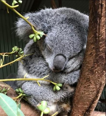 koala_museum.jpg