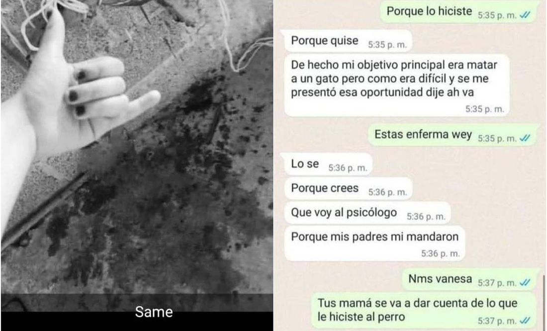 Estudiante mata a perrito en Puebla. Foto: EL UNIVERSAL