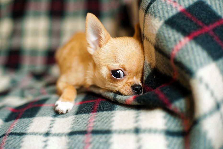Chihuahua. Fuente: Pixabay