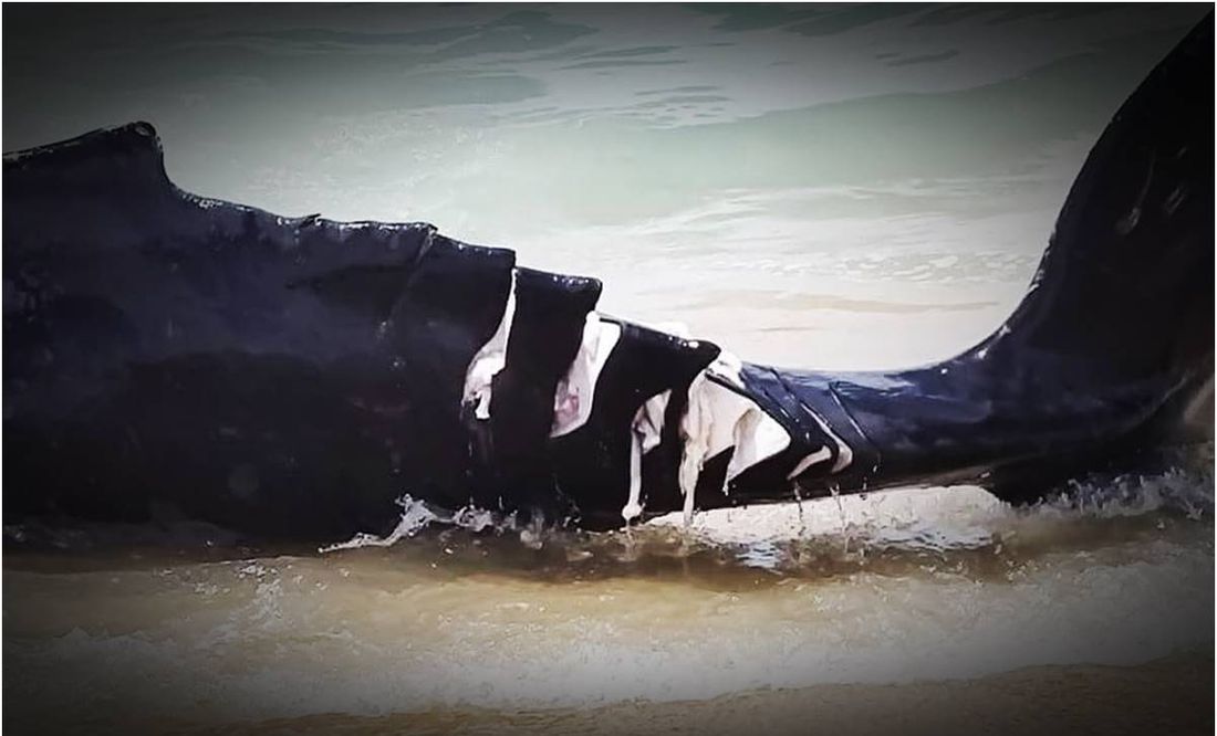 Embarcación se acerca de más y mata con propelas a cría de ballena en Cabo San Lucas