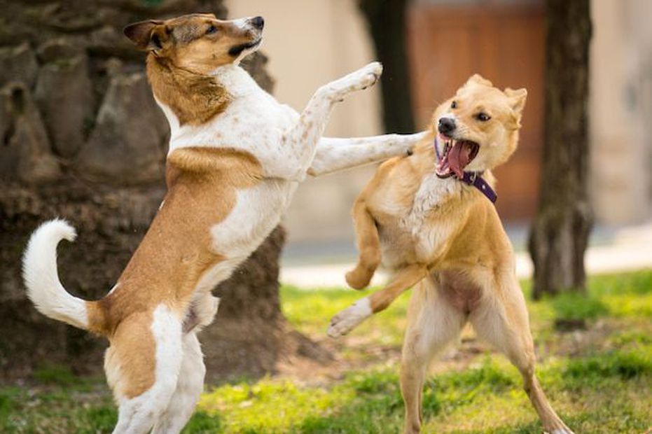 Cómo distinguir entre una pelea y un juego en perros. Fuente: Freepik.