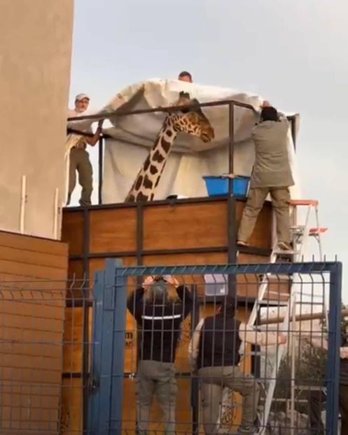 La jirafa "Benito" ya está listo para partir rumbo a Puebla / Foto: Especial
