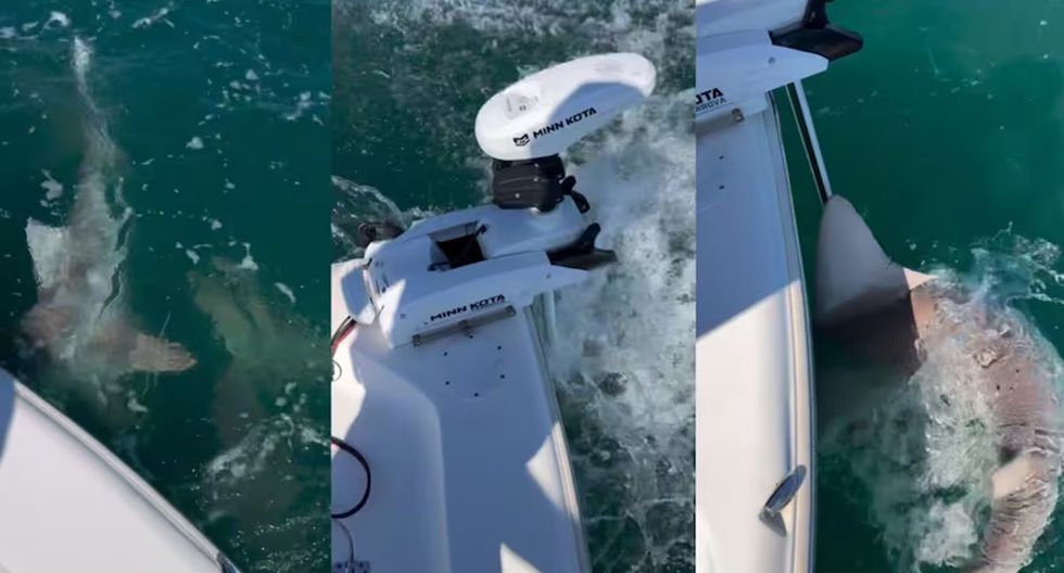 Szalone rekiny atakują łódź na Florydzie