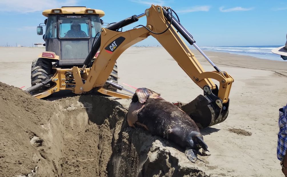 Lobos Marinos muertos en playas de Bellavista. Foto: Oficial