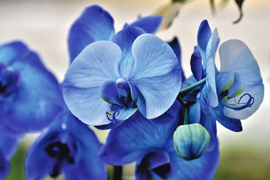 Las flores azules se vuelven tendencia cada año. Foto: Pixabay