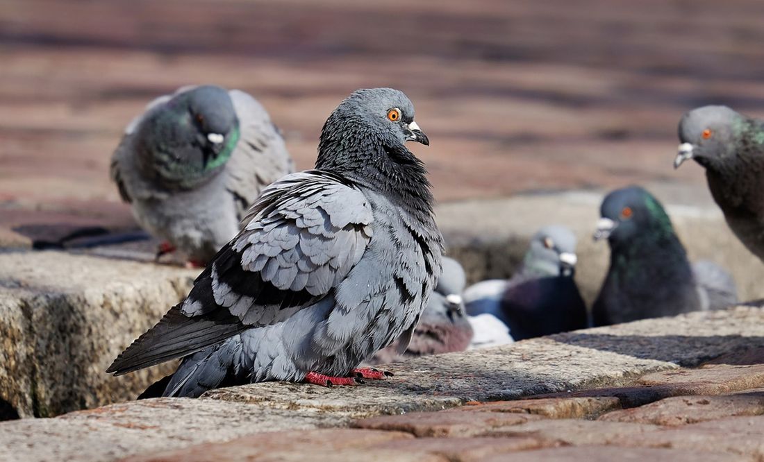 Multan a mujer en España por darle de comer a centenares de palomas desde su casa