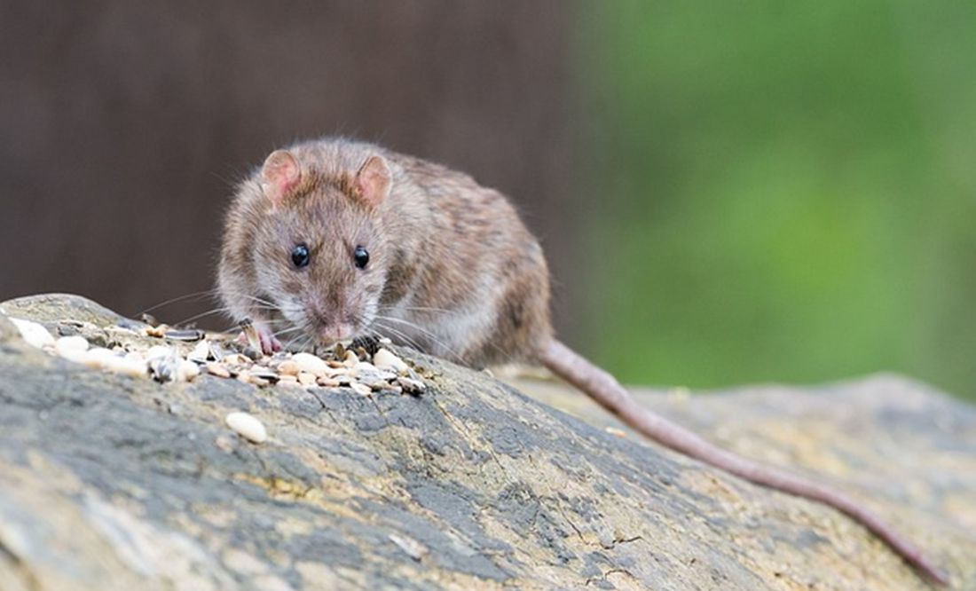 Nueva York designa una 'zarina' para combatir plaga de ratas