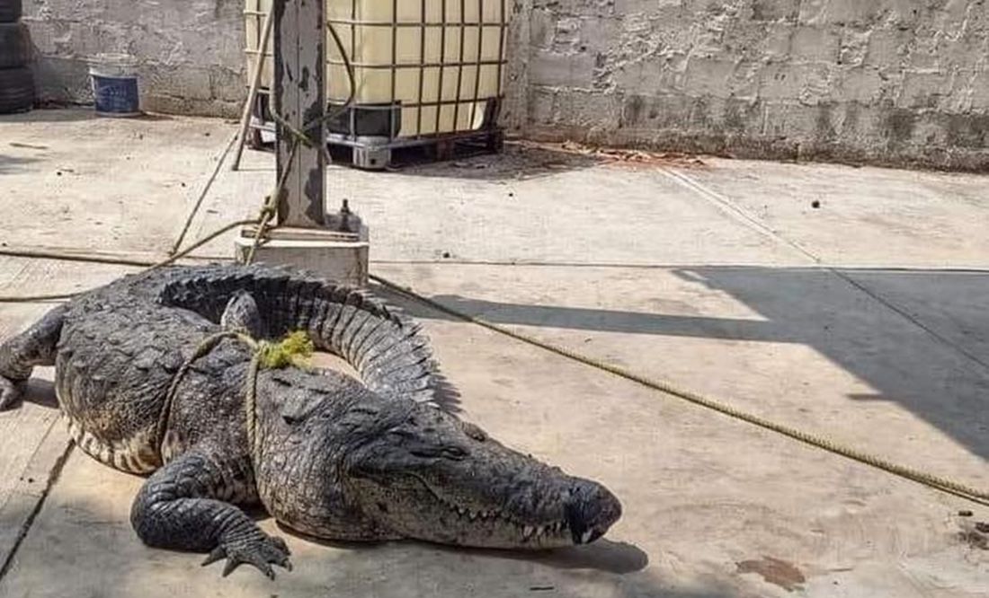 Capturan a 6 cocodrilos en Ciudad Madero, Tamaulipas; uno habría muerto por golpe de calor