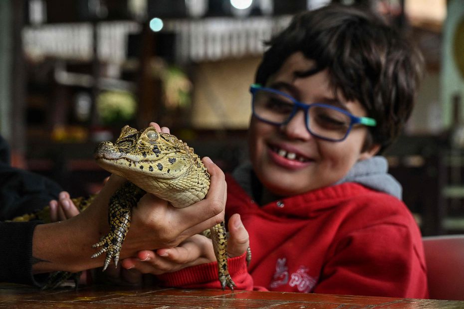 Gabriel Pinheiro asiste a su sesión de terapia con reptiles, en la Clínica de Equinoterapia, en Sao Paulo. FOTO: NELSON ALMEIDA. AFP