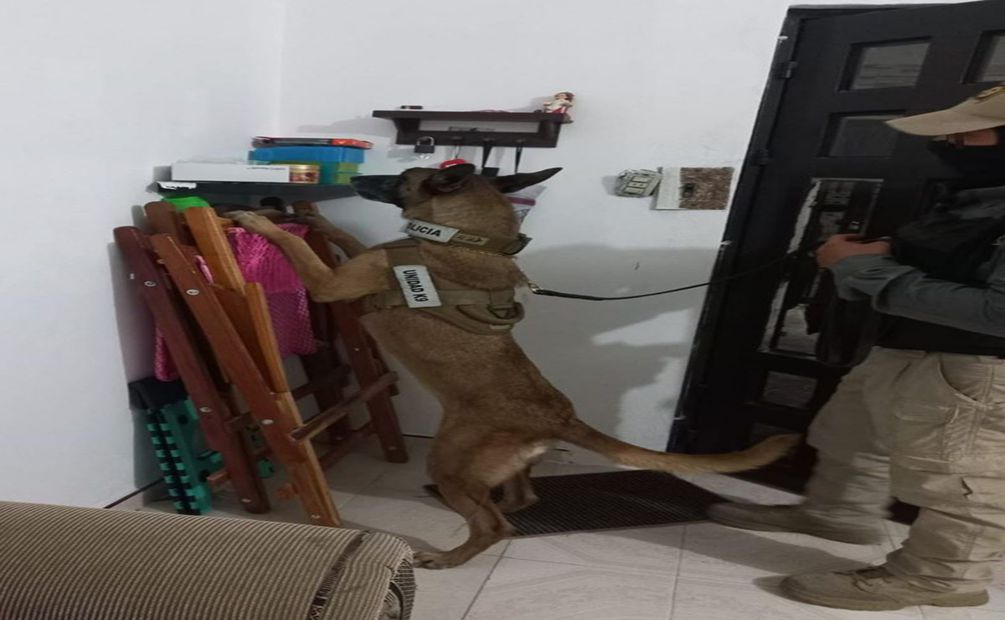 Agentes caninos participaron en el operativo antidrogas en Kanasín, Yucatán. Foto Especial