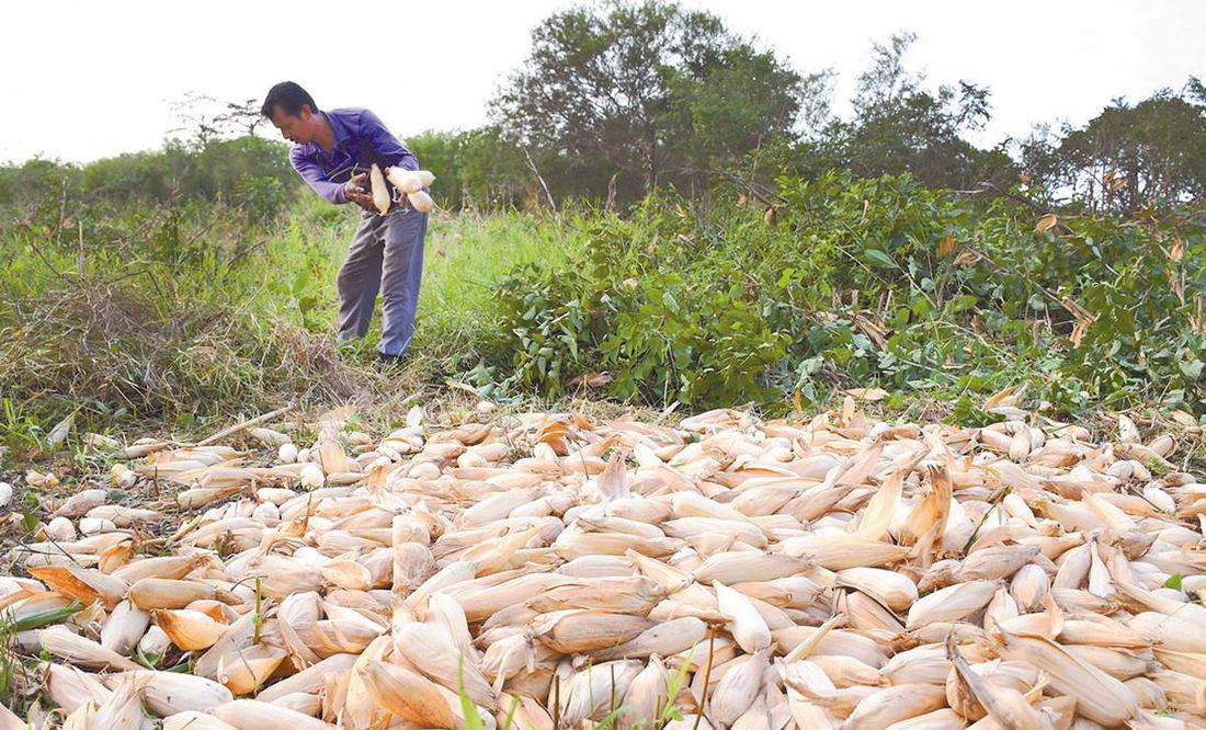 Imponen impuesto de 50% a importación de maíz blanco para tortillas y extienden arancel a exportación
