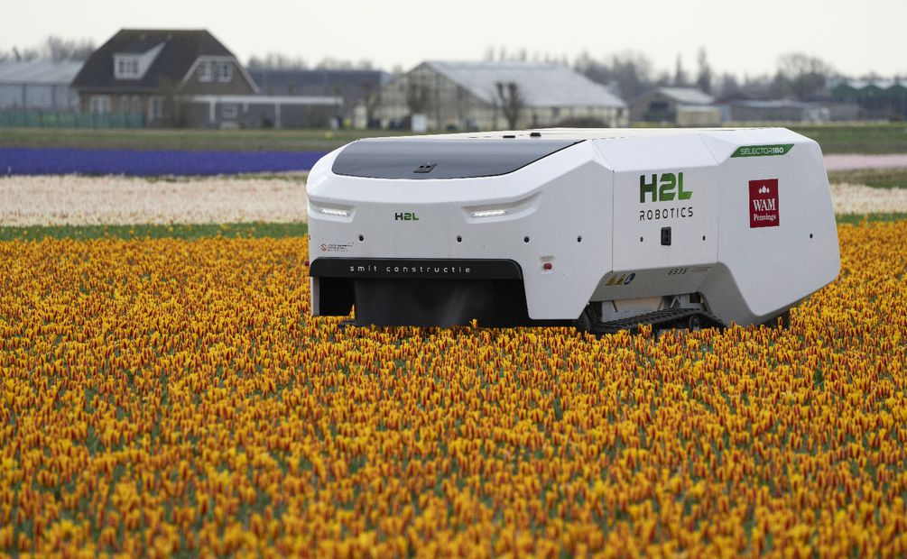 El robot cuadrado, que lleva el nombre de un empleado jubilado de la granja WAM Pennings cerca de la costa holandesa del Mar del Norte, es una nueva arma de alta tecnología en la batalla para erradicar las enfermedades de los campos. Foto: AP