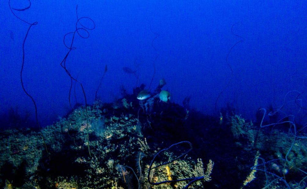 Arrecife en aguas del Golfo de México. Foto: Especial