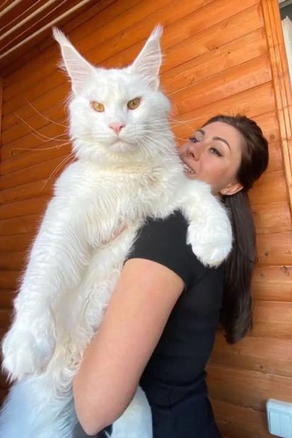 El gato Kefir se convirtió en una verdadera atracción en las redes sociales, donde es admirado por personas de todas partes del mundo. FOTO: INSTAGRAM @yuliyamnn