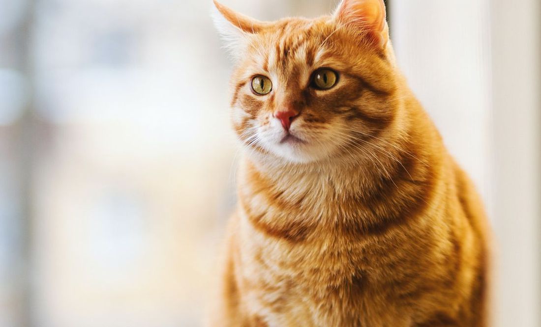 Otto, el gatito universitario que se hizo viral por encantar a todos en clase