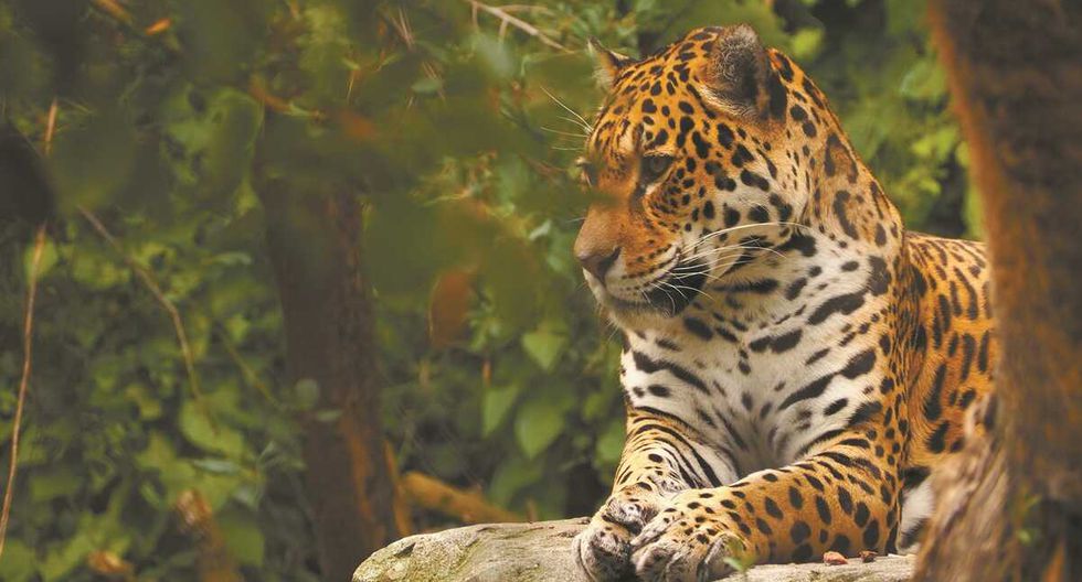 Con inteligencia artificial contribuyen a la conservación del jaguar en Yucatán