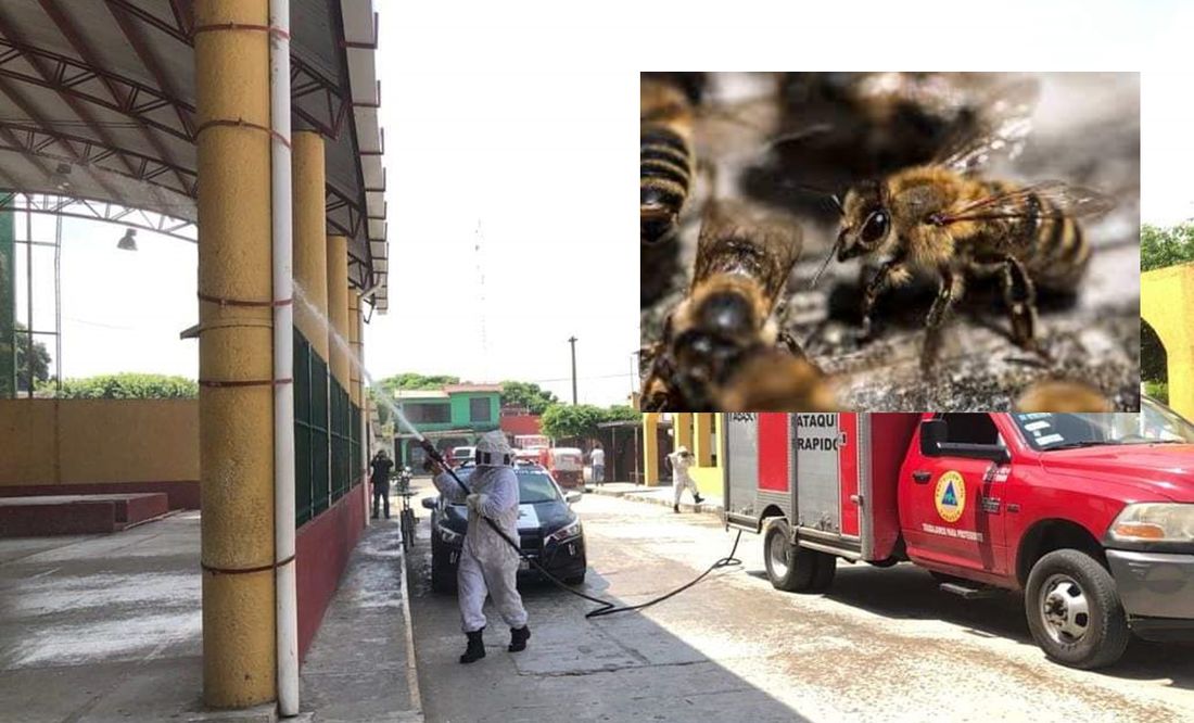 Ataque de abejas africanas en primaria deja una persona muerta en Teapa, Tabasco