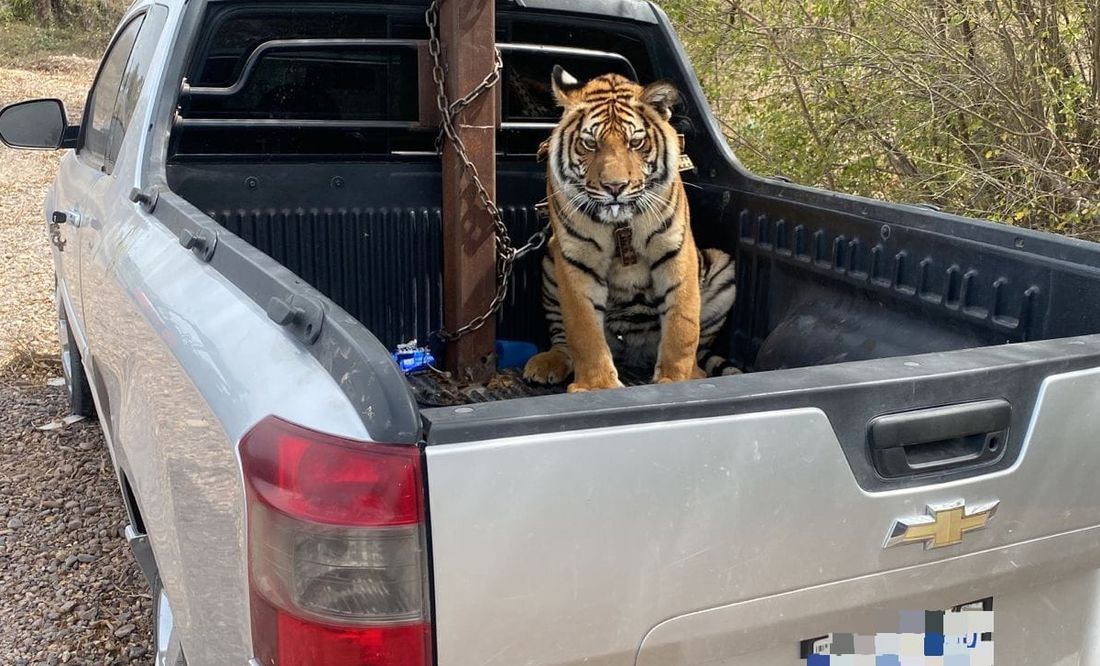 Rescatan a tigre de bengala que era trasladado con cadenas durante persecución en Culiacán