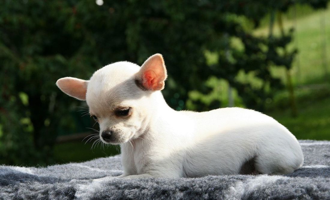 'Pearl', la perrita más pequeña del mundo que rompe récords en el libro Guinness