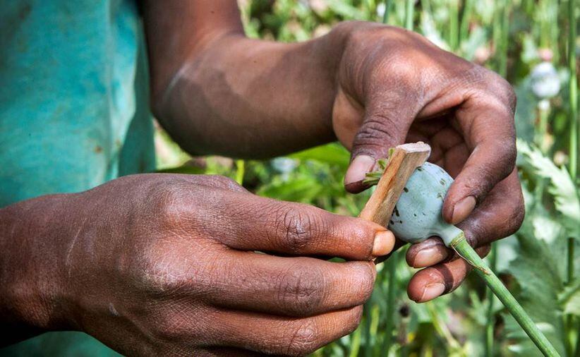 Rallar amapola parece muy fácil, un juego de niños. Lo hacen con un instrumento, similar a un destapador de madera, pero con dos navajas pequeñas y filosas
