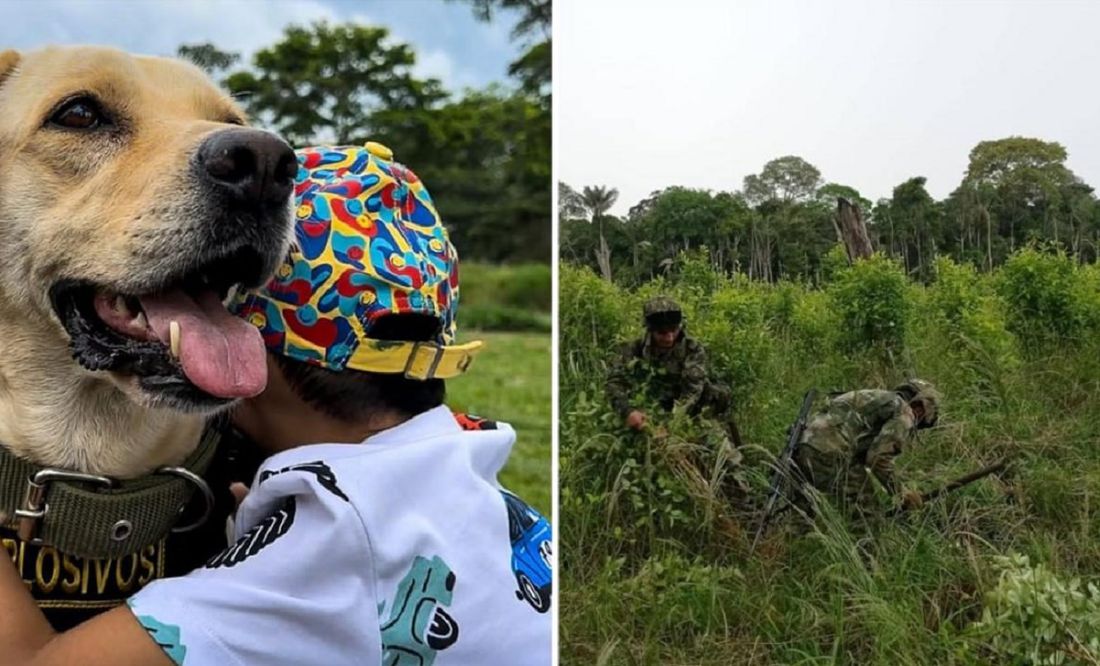 Ada, la perrita que perdió la vista tras erradicar cultivos de coca ahora es terapeuta infantil