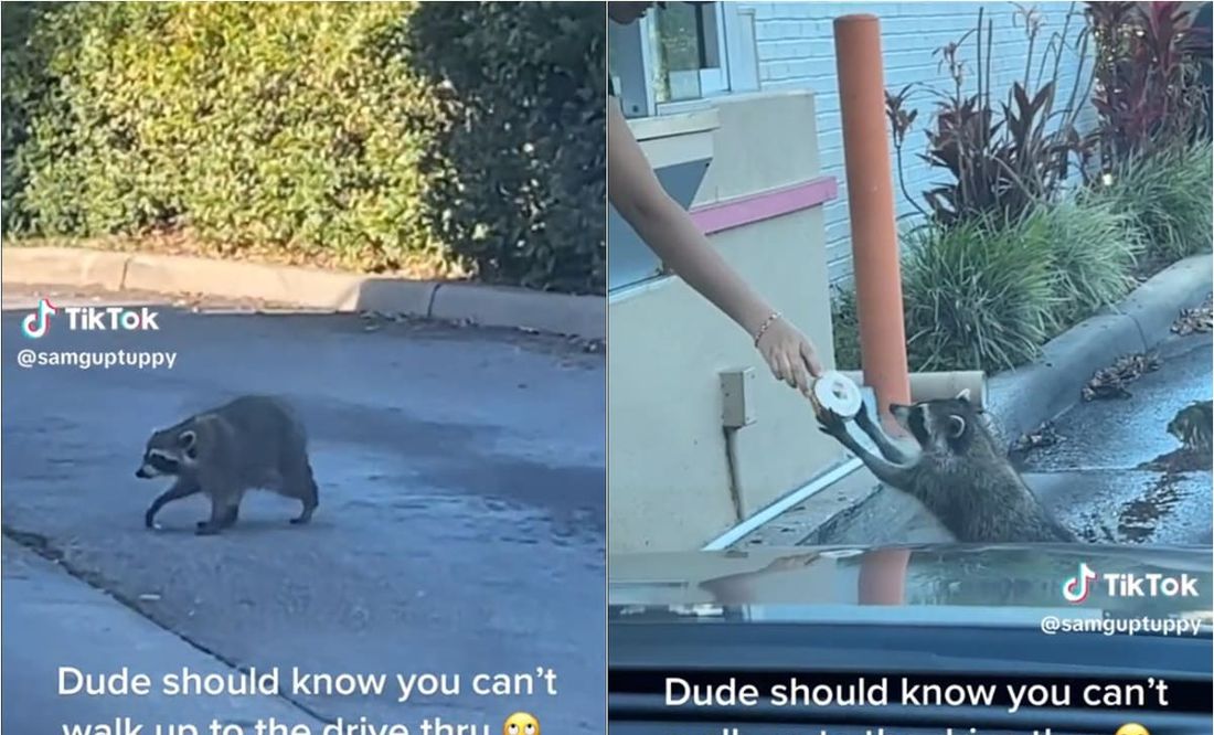 VIDEO: El insólito momento de un mapache en un local de donas que se viralizó en TikTok