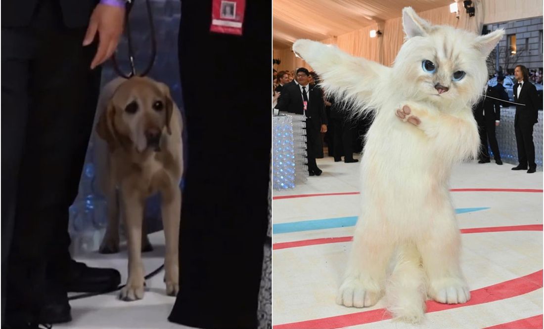 VIDEO: Perrito se asusta por disfraz de gato gigante de Jared Leto en la Met Gala 2023