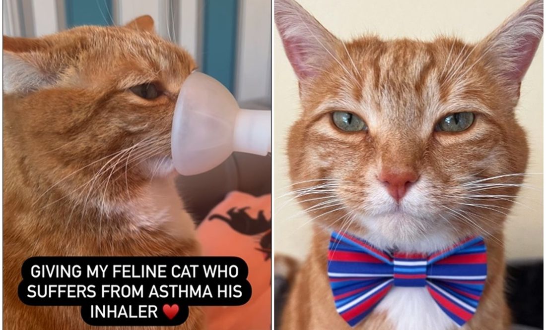 Mujer se viraliza por gastar miles de dólares en curar el asma de su gatito