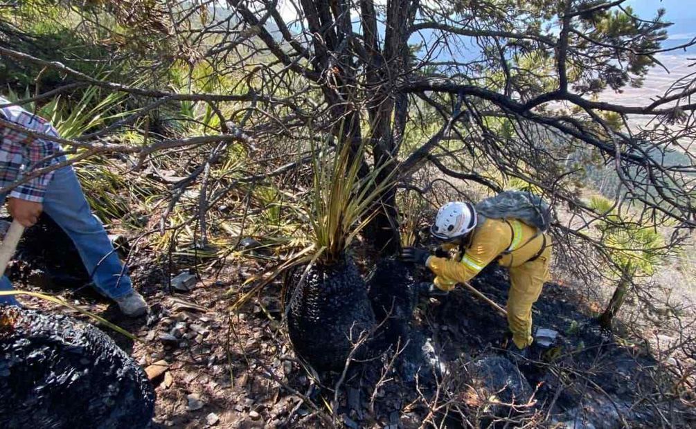 Otro incendio se mantiene activo en la comunidad Joyas de San Diego en el municipio de Zaragoza, al sur de la entidad, mismo que ha consumido más de 35 hectáreas. Foto: Especial