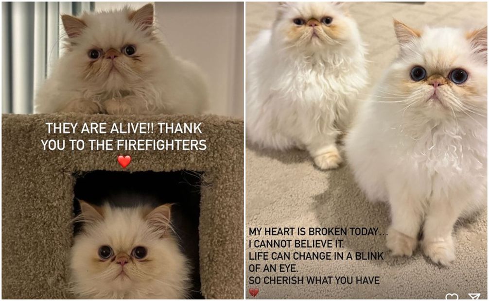 Cara Delevingne, agradecida porque sus gatos estén vivos tras incendio en su mansión.
