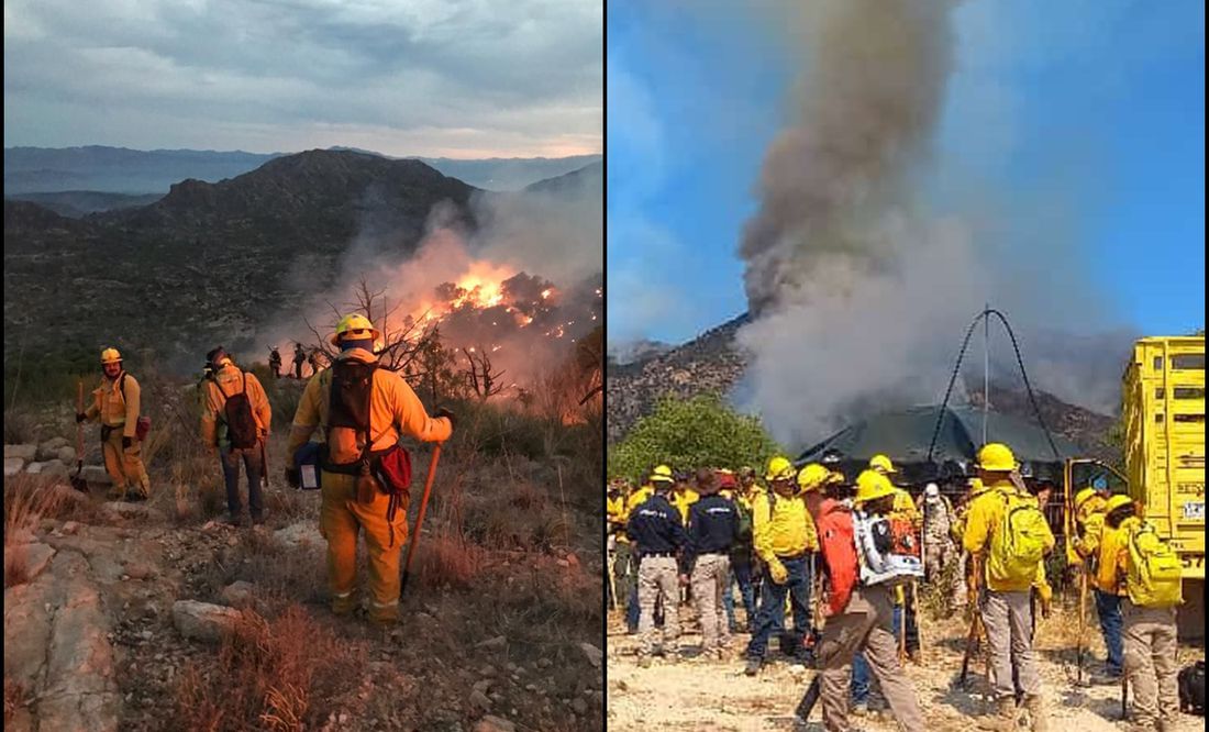 Incendios devastan miles de hectáreas de vegetación y especies silvestres en sierra de Sonora