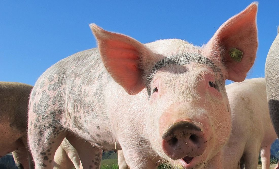 Carnicero pierde la vida tras ser embestido por un cerdo al que iba sacrificar en Hong Kong