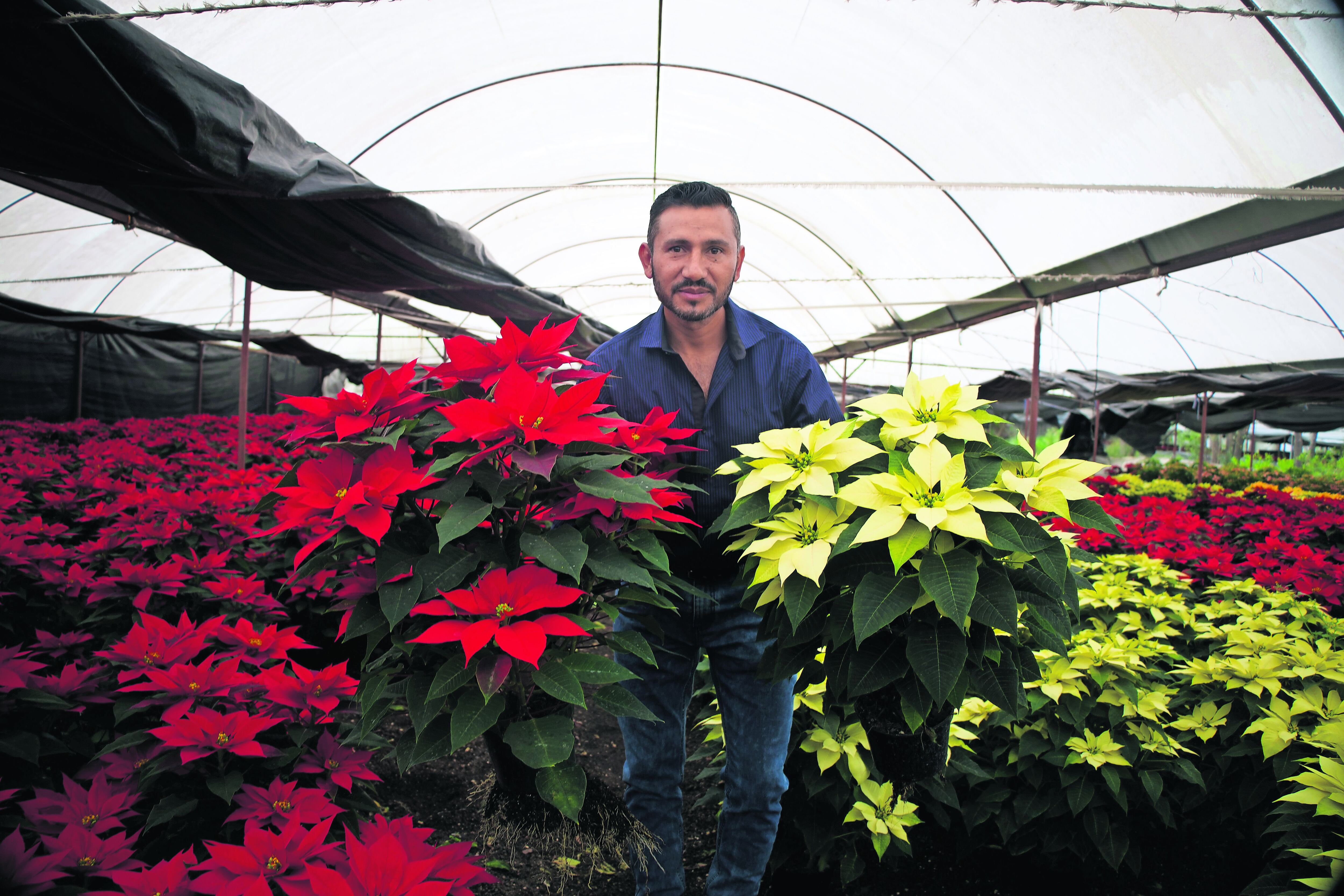 Nochebuena resiste ante el cambio climático | El Universal