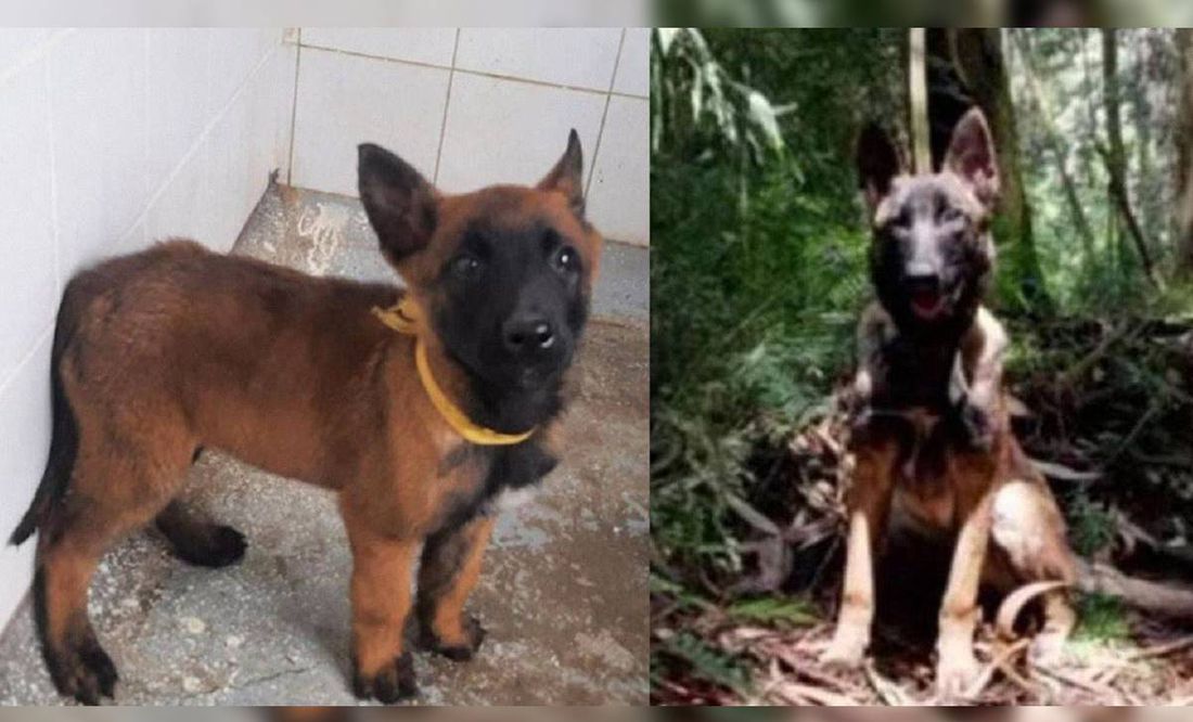 ¿Suspenderán la búsqueda de Wilson, el perro que ayudó a encontrar a los niños perdidos en la selva de Colombia?