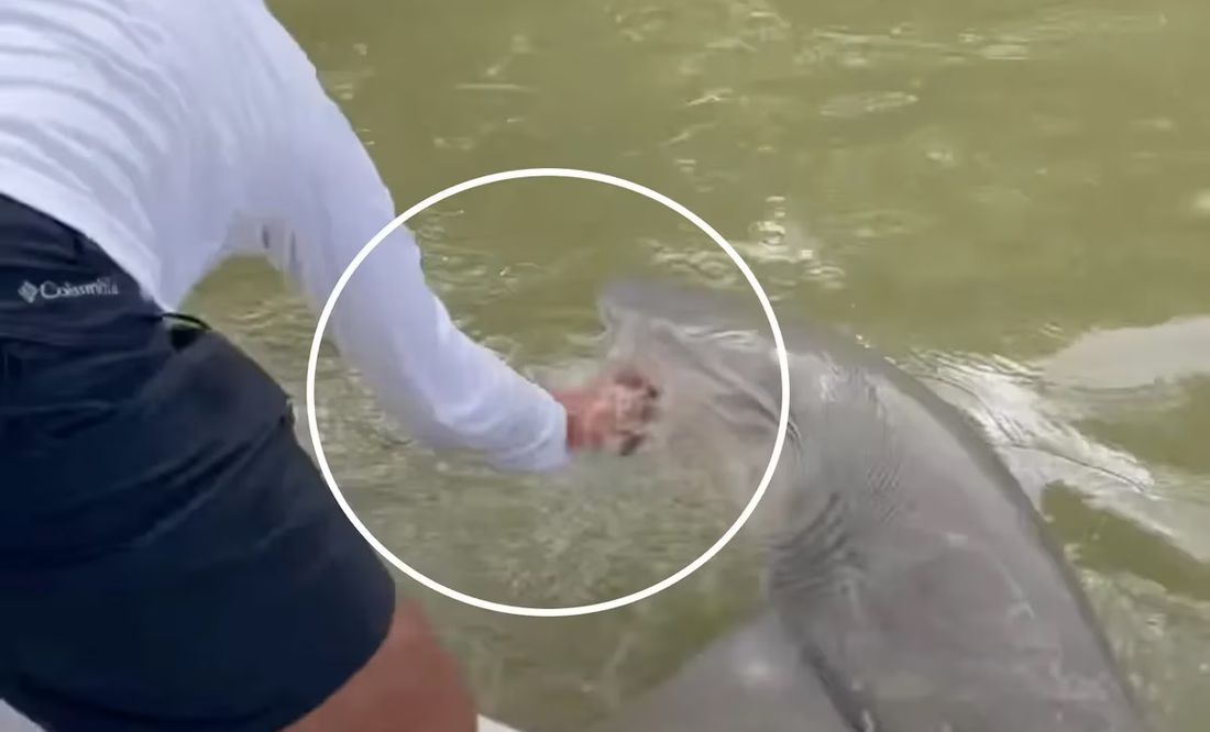VIDEO: Tiburón ataca a pescador en la Bahía de Florida