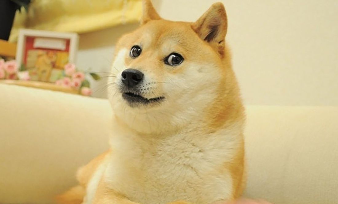 Elon Musk presenta al perro del Dogecoin como nuevo logo de Twitter