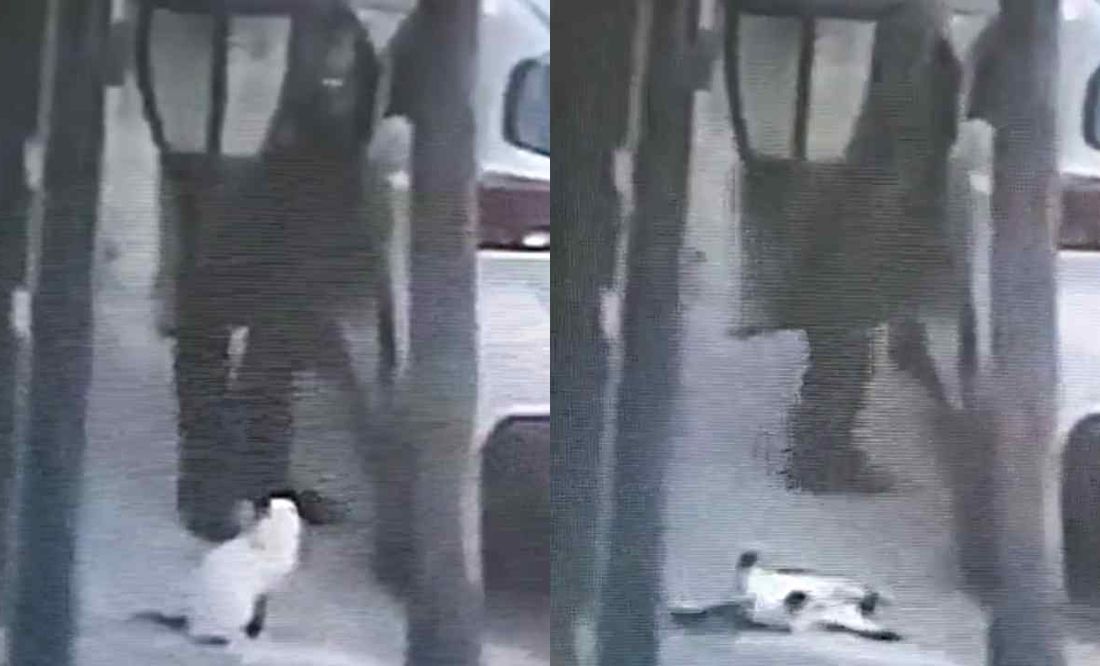 Tras caso Scooby, ahora matan de un disparo en la cabeza a un gato en Tlalnepantla: VIDEO