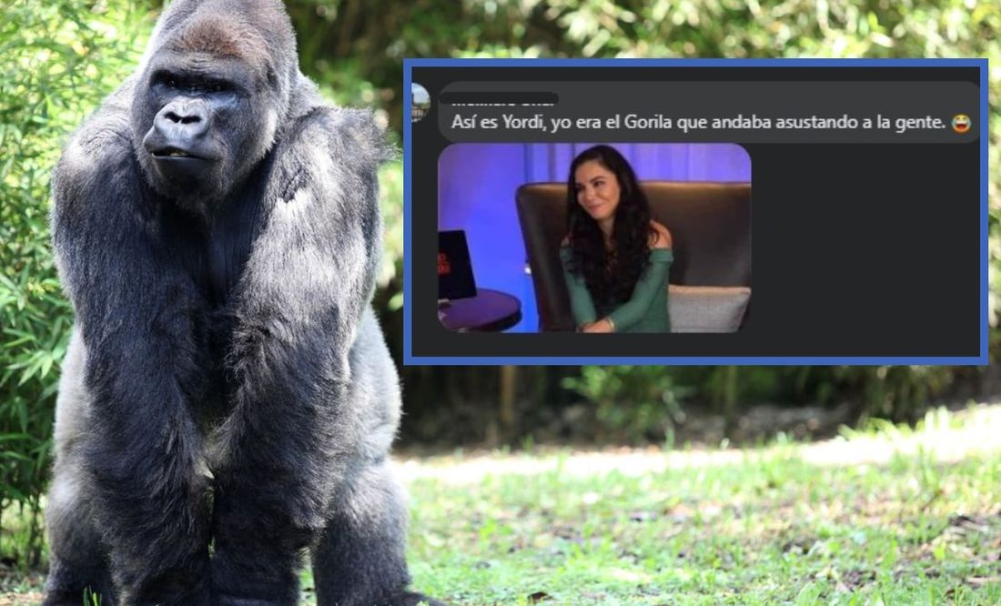 Del susto al meme: la reacción en redes por gorila suelto en Villa Tezontepec, Hidalgo