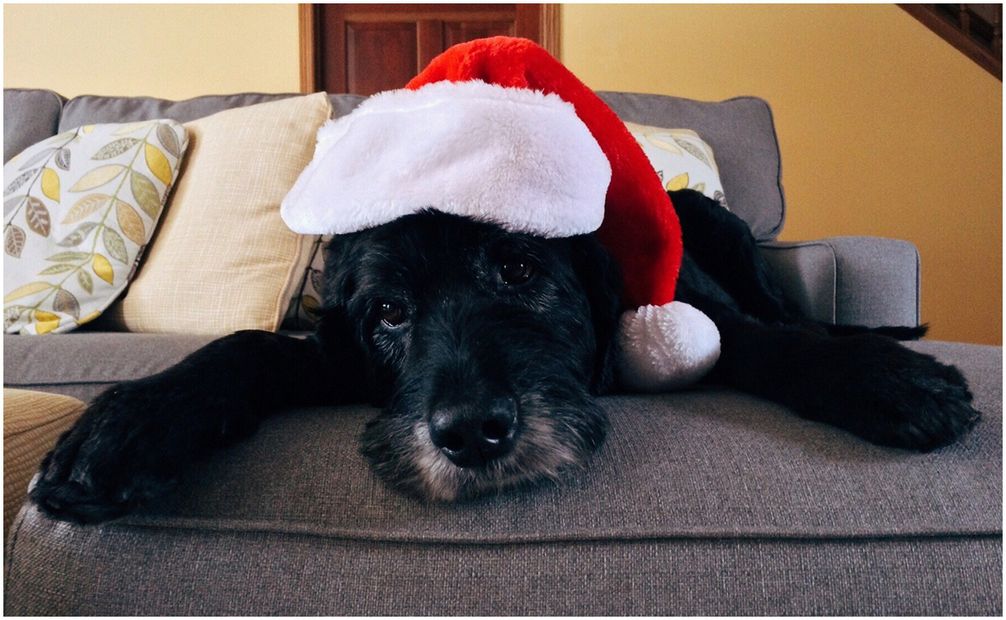 Regalo navideño perrito. Foto: Pixabay