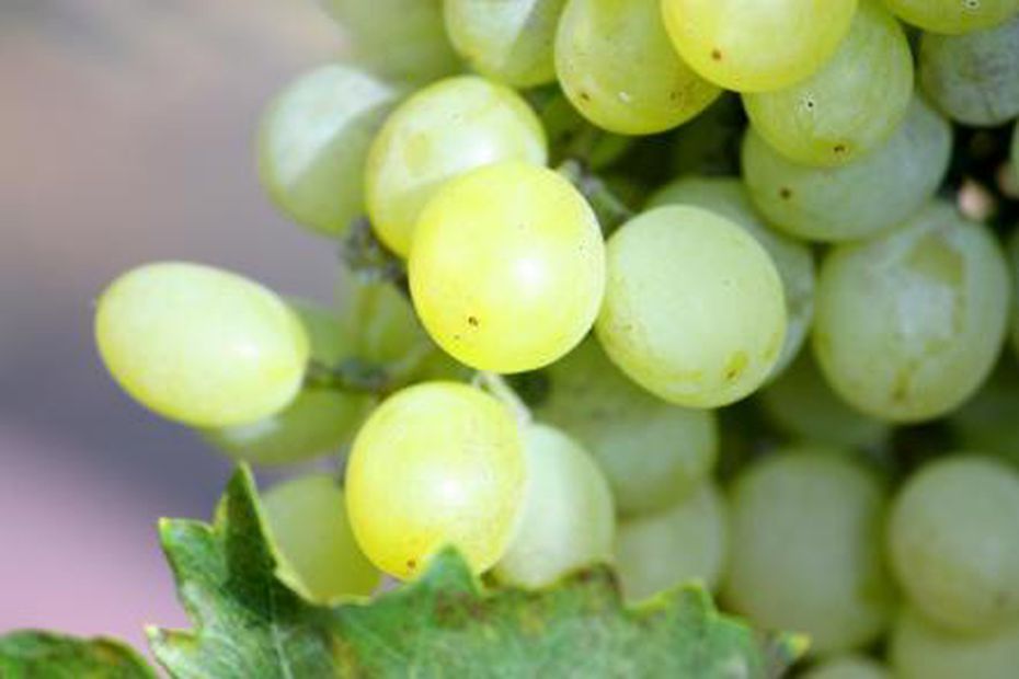 Las uvas aportan vitaminas y minerales esenciales. Foto: Especial