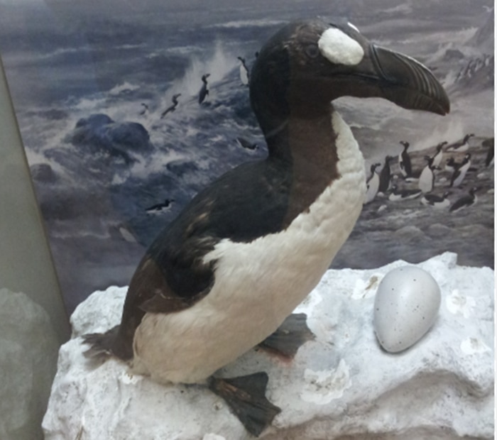 Pinguinus impennis. Foto: Tomada de redes