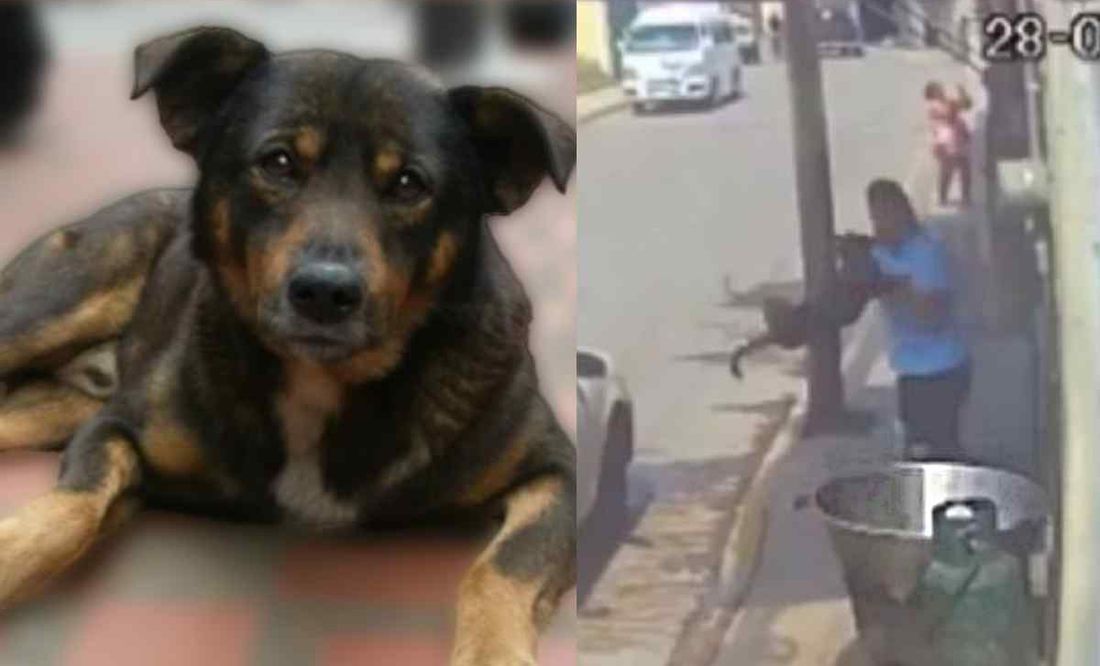 'Tenía 8 meses y estuvo agonizando varias horas': Lo que sabemos de 'Benito', el perrito arrojado a un cazo de aceite hirviendo en Tecámac