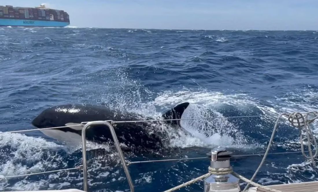 Gladis, la 'ballena asesina' que lidera el grupo de orcas para hundir embarcaciones en España