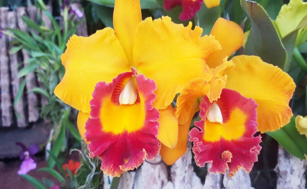 La orquídea Cattleya Trianae es la flor nacional del país.