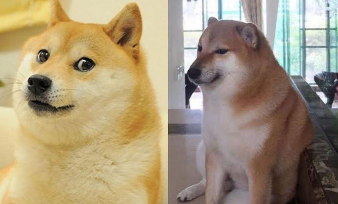 Sorprende llegada de Doge como logo de Twitter, lo confunden con Cheems y redes reaccionan
