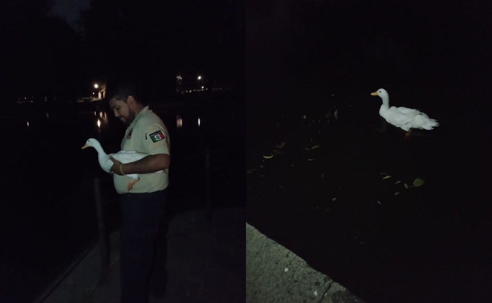 El pato que fue encontrado en la entrada del Metro Chapultepec ya fue regresado al lago. Foto: Especial